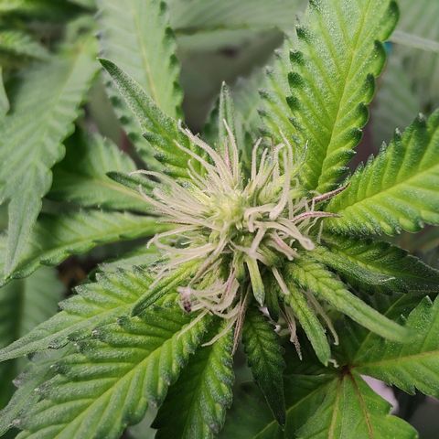 24k 2 growlog timeline photo