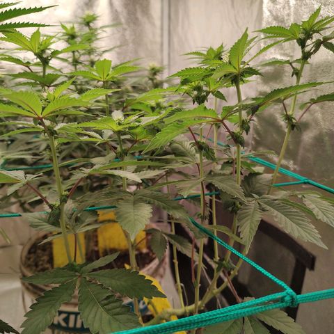 24k 2 growlog timeline photo