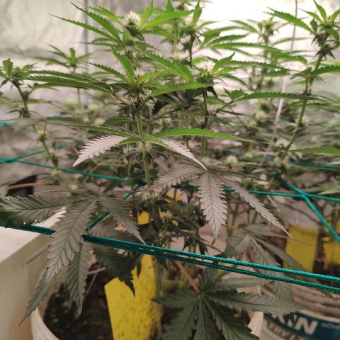 24 k growlog timeline photo