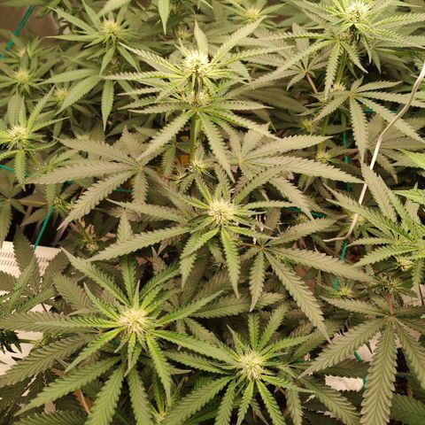 24 k growlog timeline photo