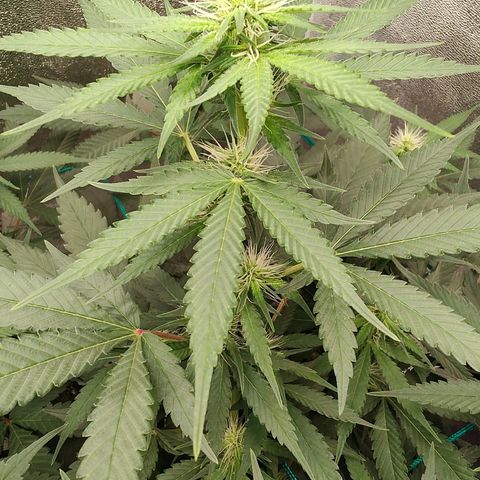 Sweet 2 growlog timeline photo