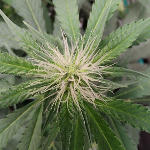 Sweet 2 growlog timeline photo