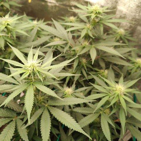 Sweet 2 growlog timeline photo