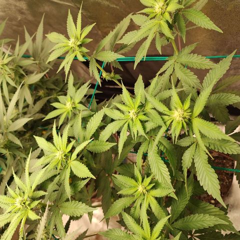 24k 2 growlog timeline photo