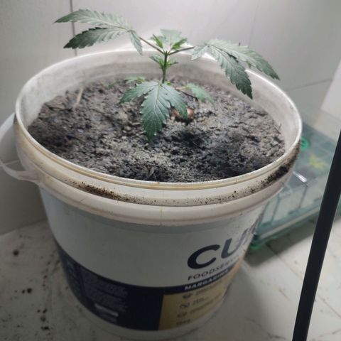 Pey coo growlog photo: Transferência para balde.