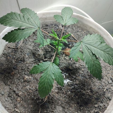 Pey coo growlog photo: Transferência para balde.
