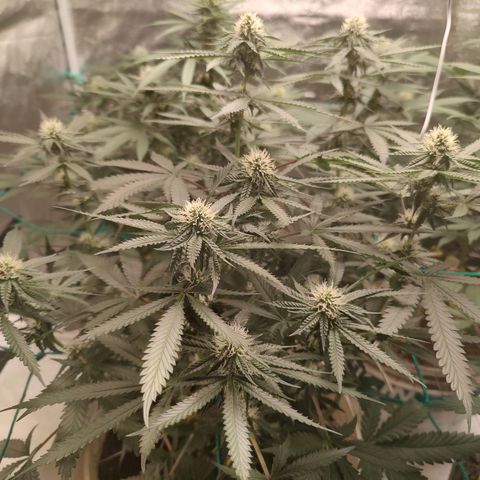 24 k growlog timeline photo