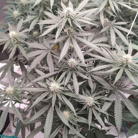 24 k growlog timeline photo