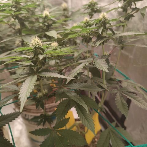 24k 2 growlog timeline photo