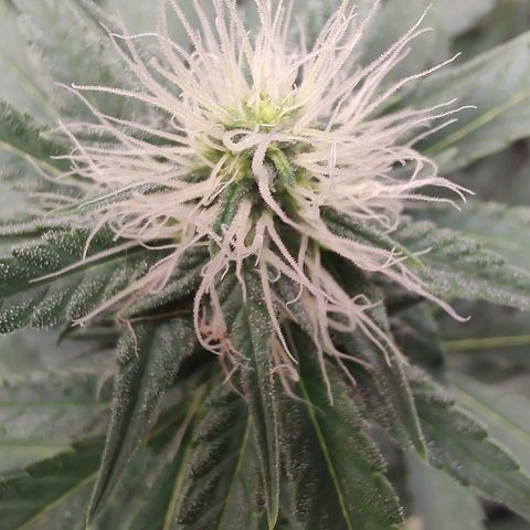 Sweet 2 growlog timeline photo