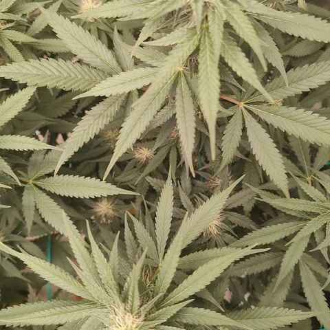 Sweet 2 growlog timeline photo