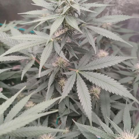 Sweet 2 growlog timeline photo