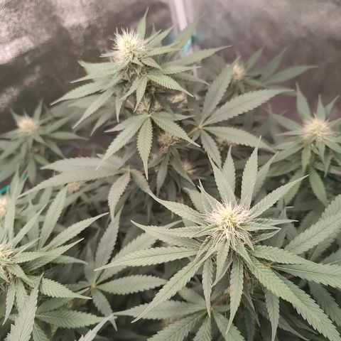 Sweet 2 growlog timeline photo