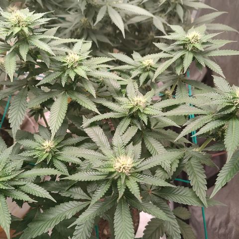 24k 2 growlog timeline photo