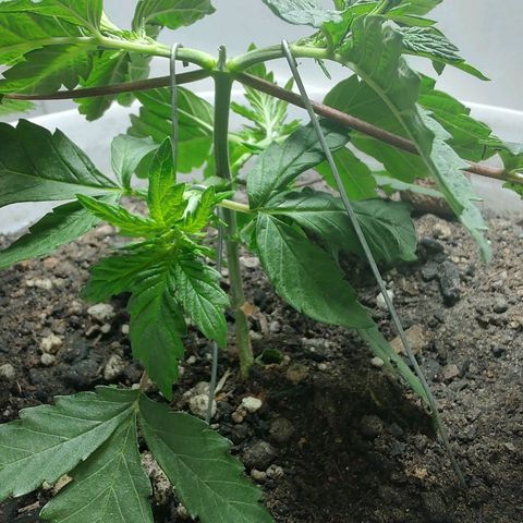Pey coo growlog timeline photo