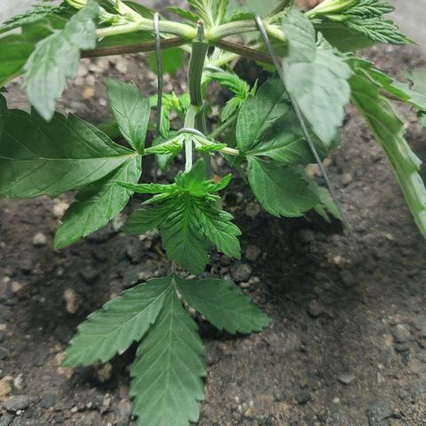Pey coo growlog timeline photo
