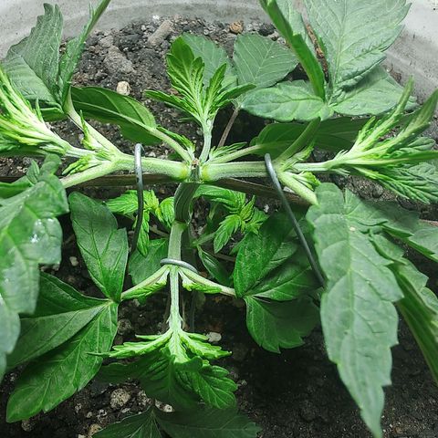 Pey coo growlog timeline photo