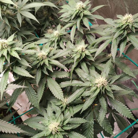 24k 2 growlog timeline photo