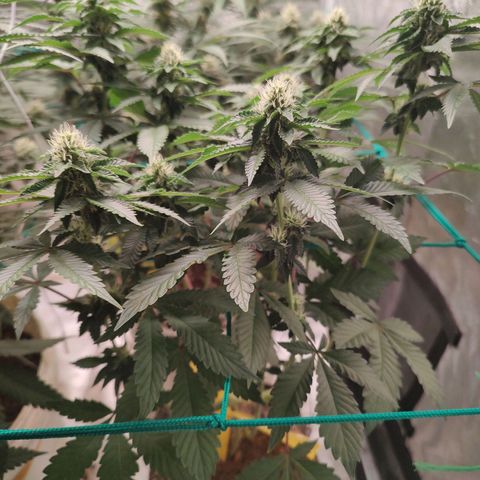 24k 2 growlog timeline photo
