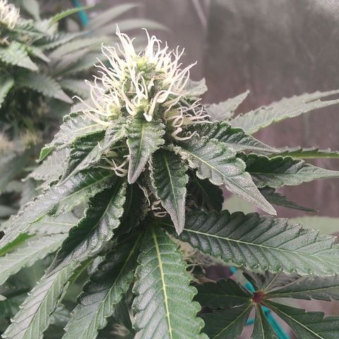 24k 2 growlog timeline photo