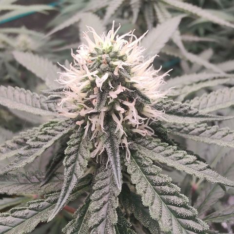24 k growlog timeline photo