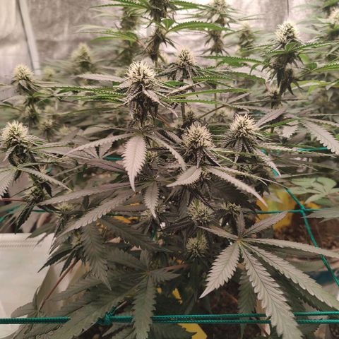 24 k growlog timeline photo