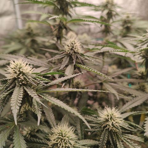 24 k growlog timeline photo
