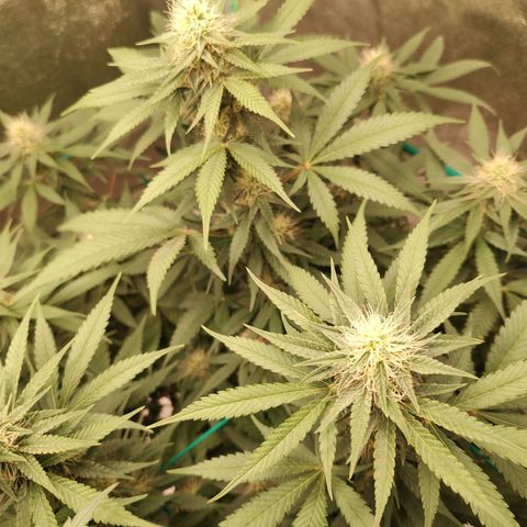 Sweet 2 growlog timeline photo