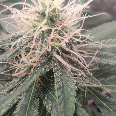 Sweet 2 growlog timeline photo