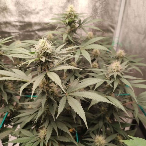 Sweet 2 growlog timeline photo