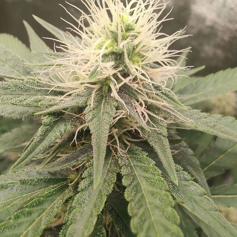 Sweet 2 growlog timeline photo