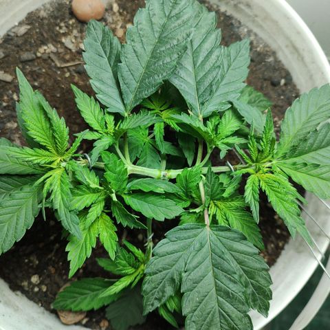Pey coo growlog timeline photo