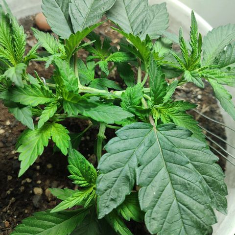 Pey coo growlog timeline photo