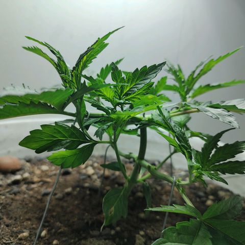 Pey coo growlog timeline photo