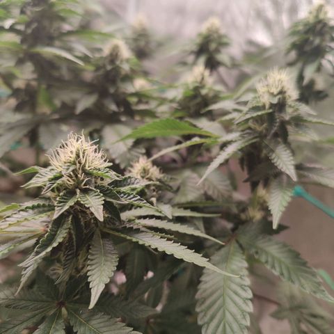24k 2 growlog timeline photo
