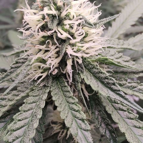 24 k growlog timeline photo