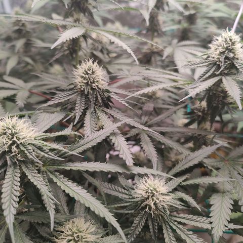 24 k growlog timeline photo