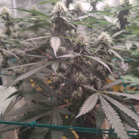 24 k growlog timeline photo