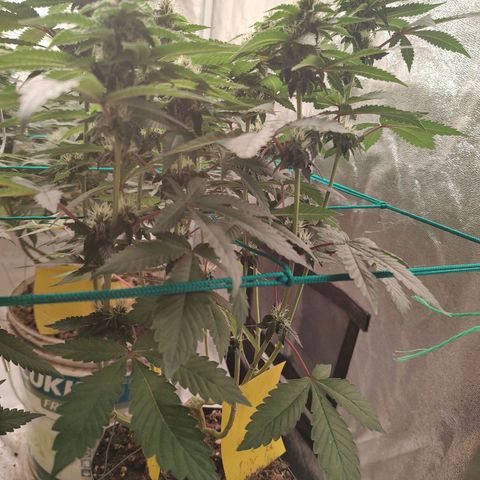 24k 2 growlog timeline photo