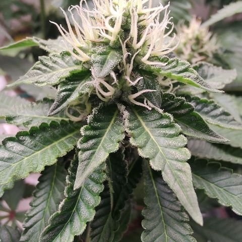 24k 2 growlog timeline photo