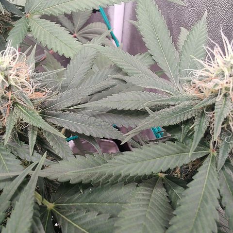 Sweet 2 growlog timeline photo