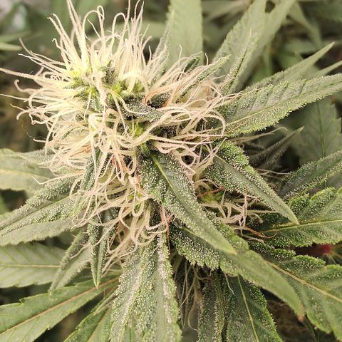 Sweet 2 growlog timeline photo