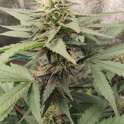 Sweet 2 growlog timeline photo