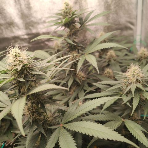 Sweet 2 growlog timeline photo