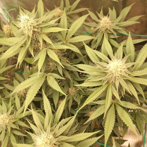 Sweet 2 growlog timeline photo
