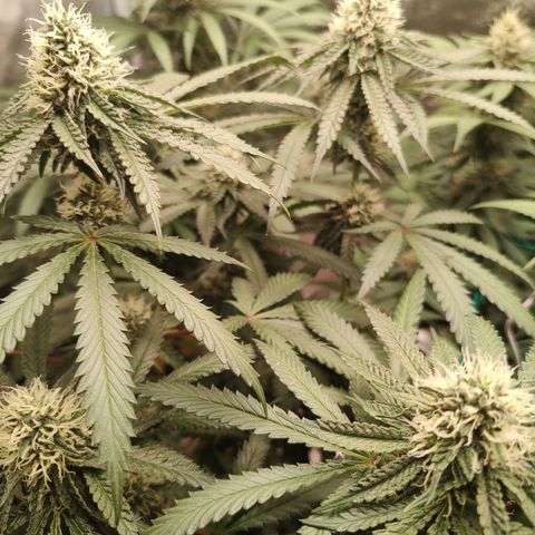 24 k growlog timeline photo