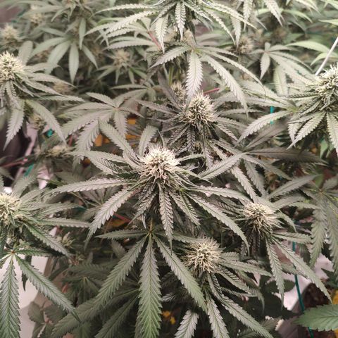 24 k growlog timeline photo