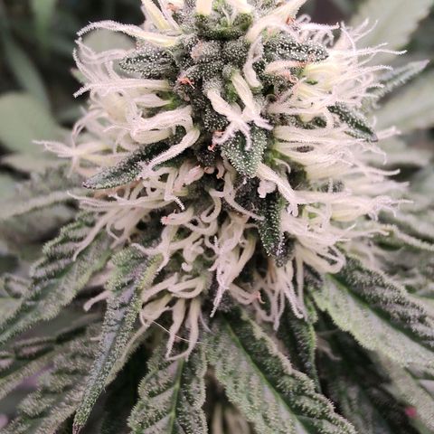 24 k growlog timeline photo