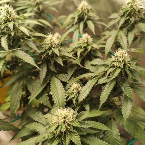 24k 2 growlog timeline photo