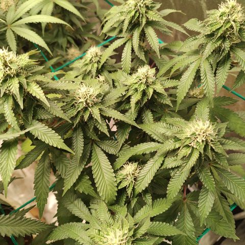 24k 2 growlog timeline photo
